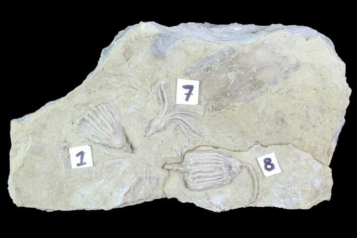 Three Crinoid Fossils ( Species) - Gilmore City, Iowa #88854